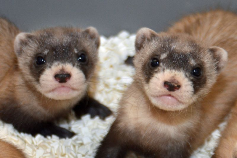 Illustration for article titled Breakthrough for Black-footed Ferrets Bodes Well for Other Endangered Species